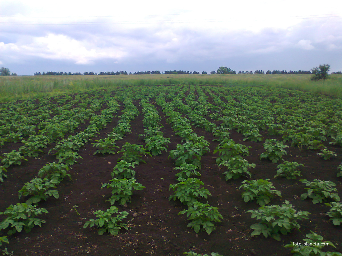 Картофель поле