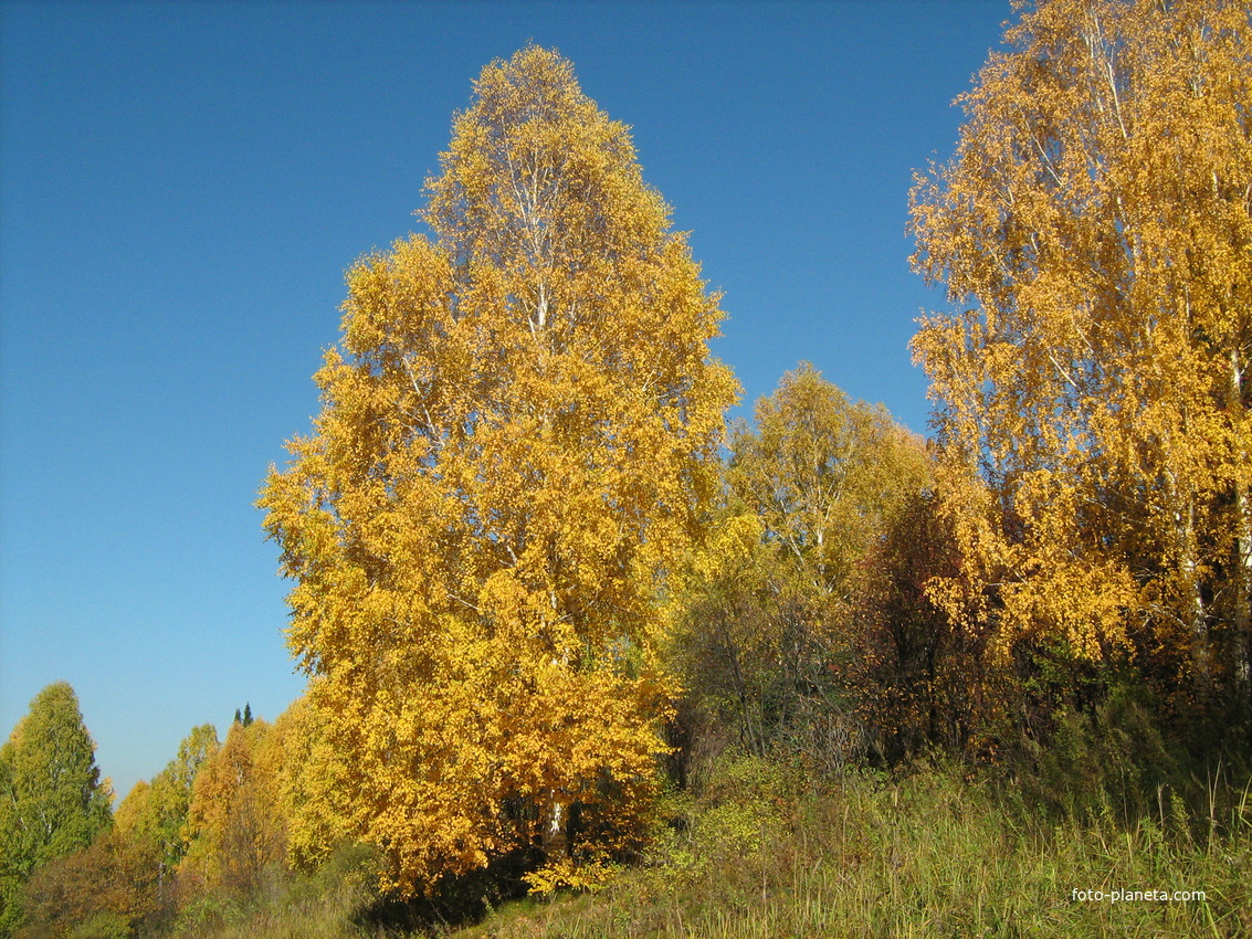 Русская красавица-береза