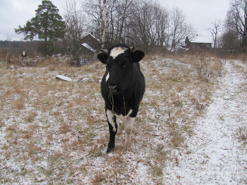д.Косово, осень 2010 года. На подножном корме.