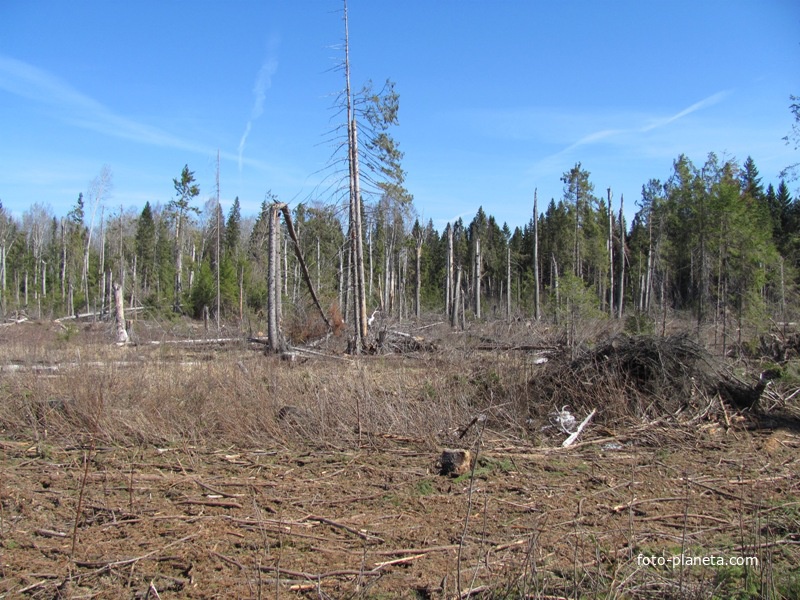 д.Косово, весна 2011 года. Последствия урагана 2010 года и расчистки леса.