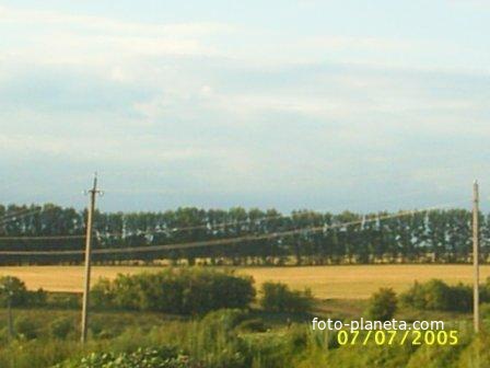 Пшеничное поле над прудом в д.Чермошное
