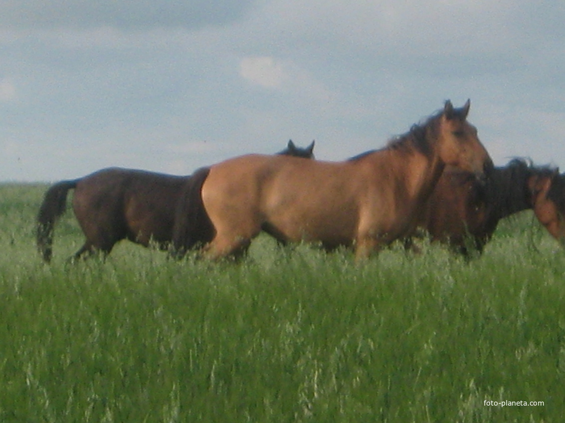 лошади на полях