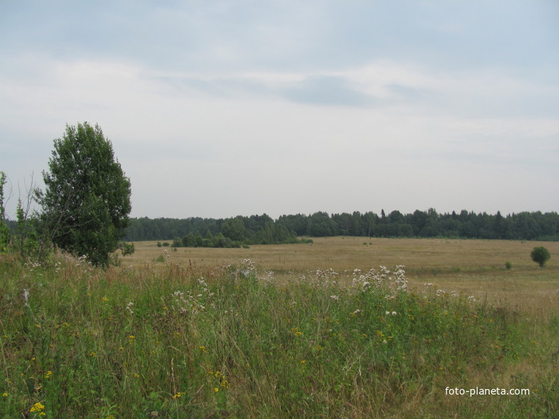 д.Евсевьево, поля налево, лето 2011 года.