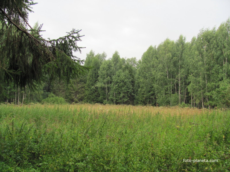 урочище Наумово, остатки поляны, лето 2011 года.