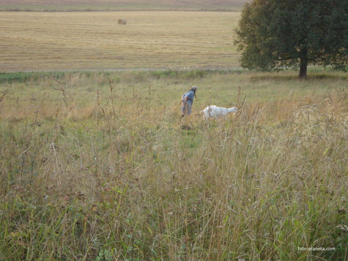 Единственная коза в Кувечино 2010 г.