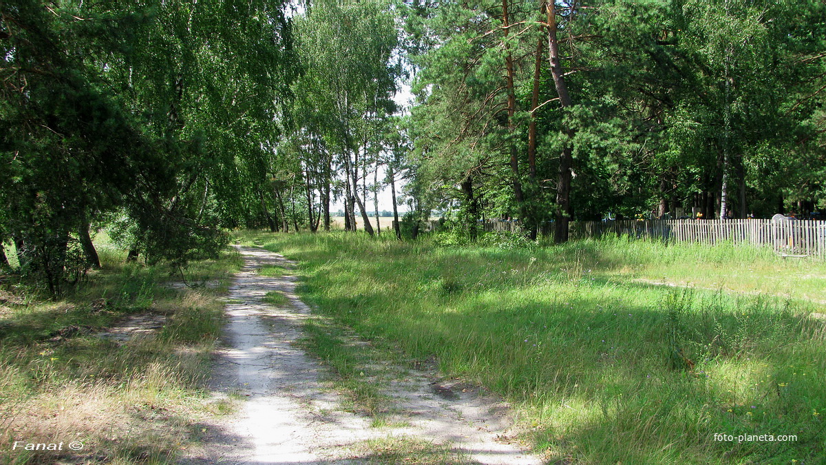 Дорога со стороны д. Даниловка