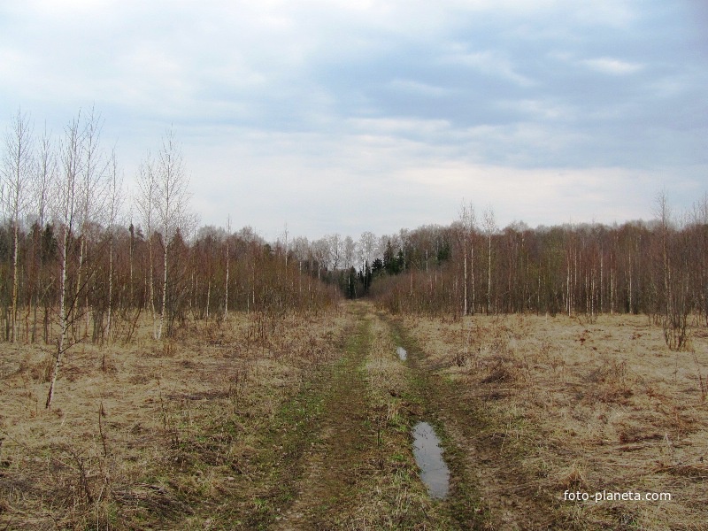 д.Федоровское, весна 2011 г., сельхозугодия превращены в угодья охотничьи.