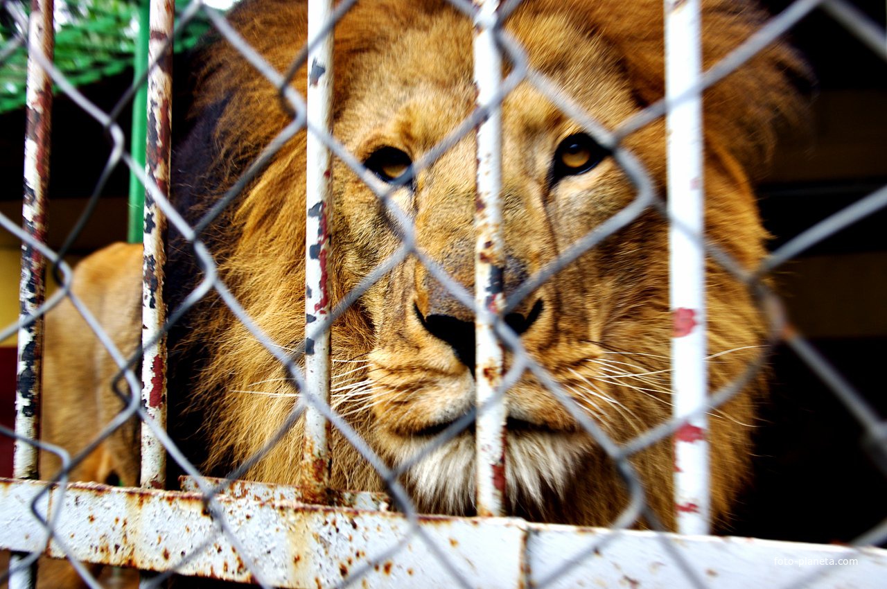 Addis Abeba ambasa zoo