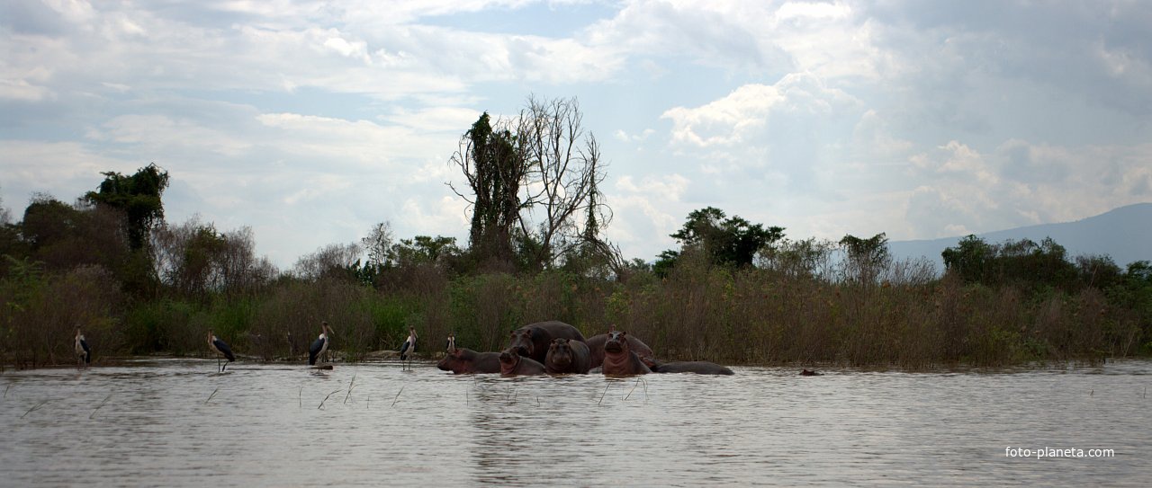 Arba Minch Abaya Lake Hippos