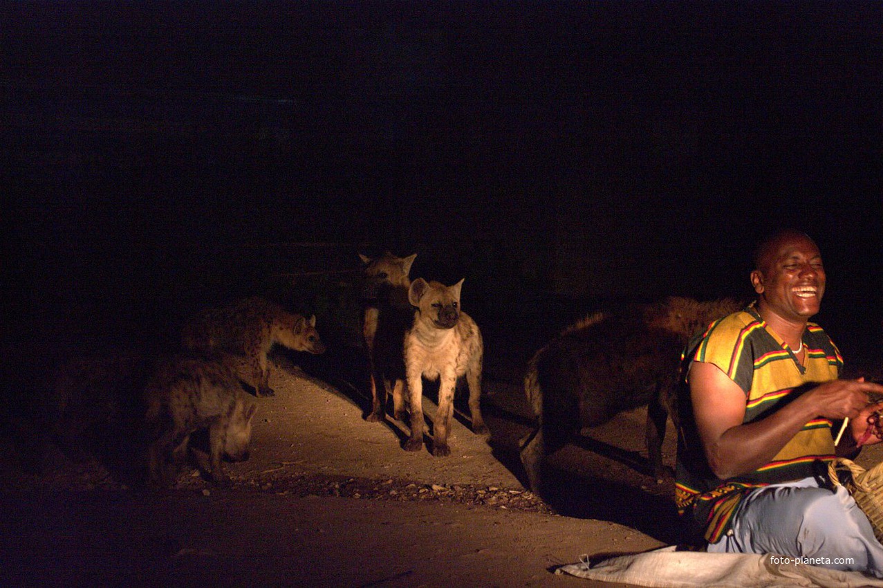 Harar Hyenas and Feeder