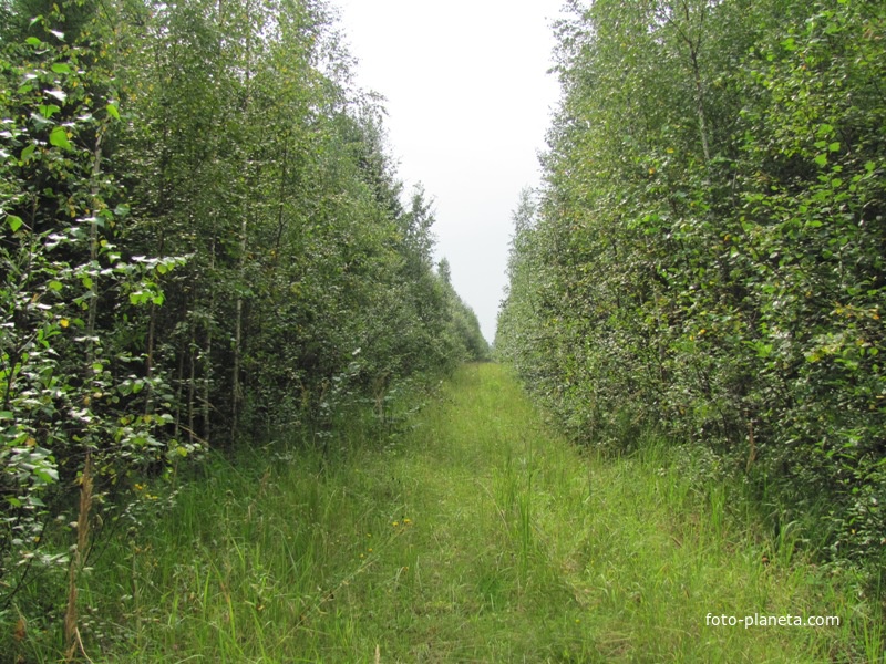 д.Красниково, лето 2011 года, старая лесовозная дорога рядом с деревней.