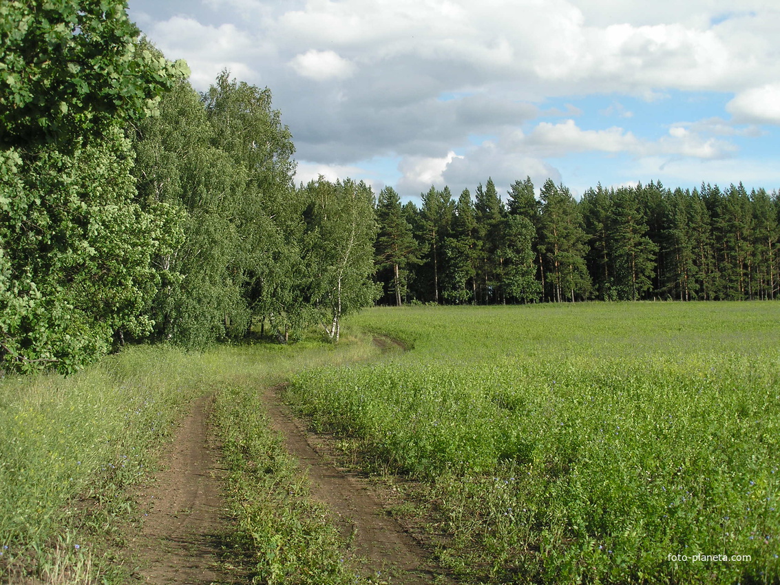 Дорожка за лесом