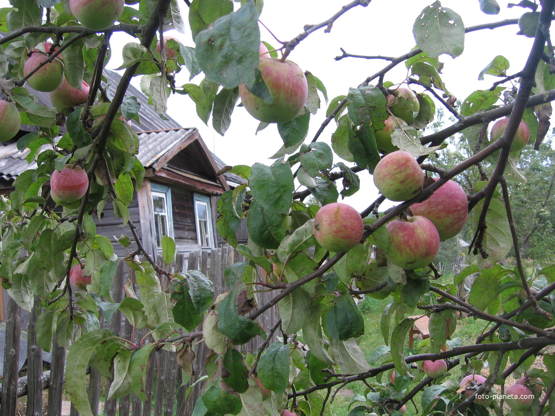 Яблоки в Тчанниково