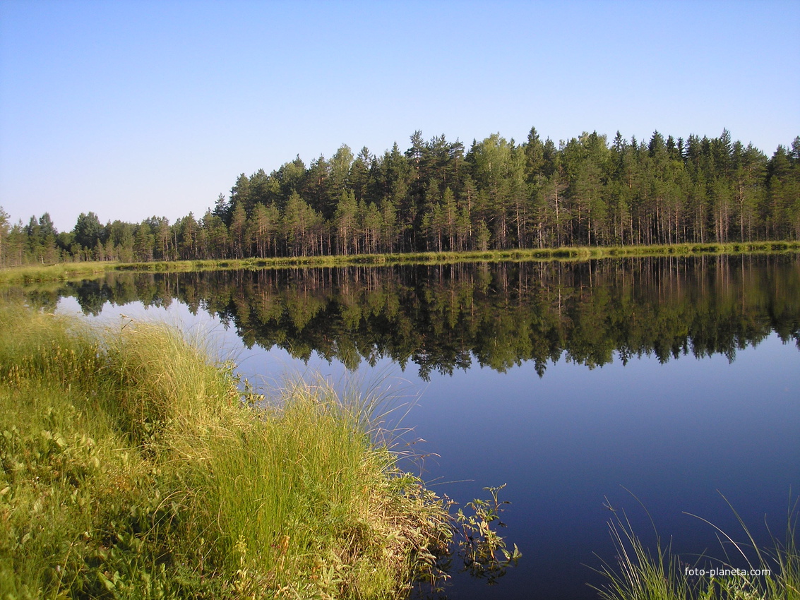 Озеро городно. Озеро Городно Новгородская область.