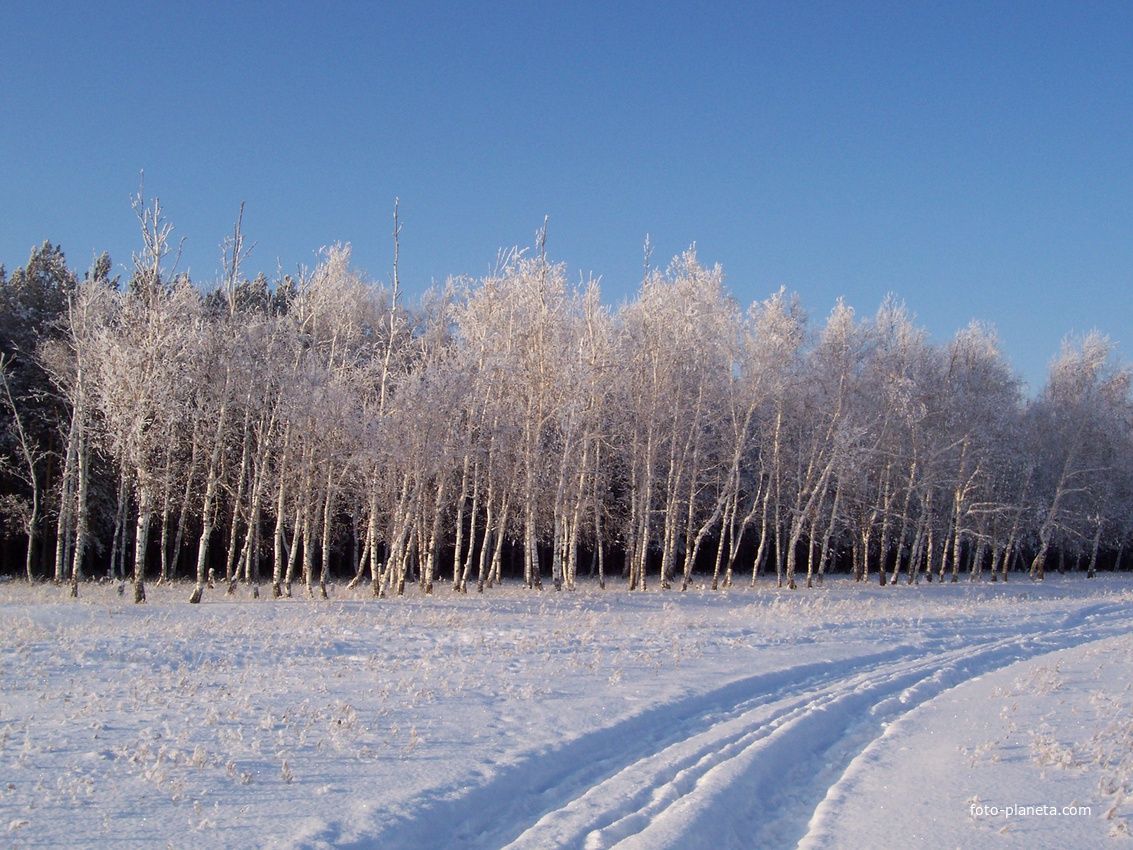 зимний лес