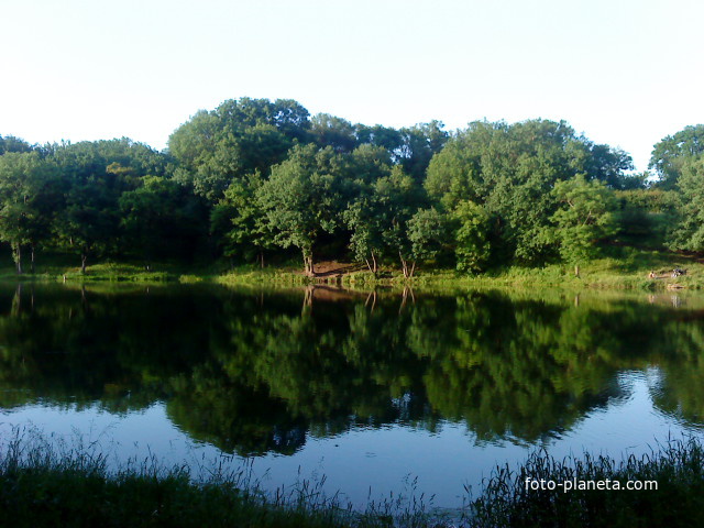 Лес на Поклонске