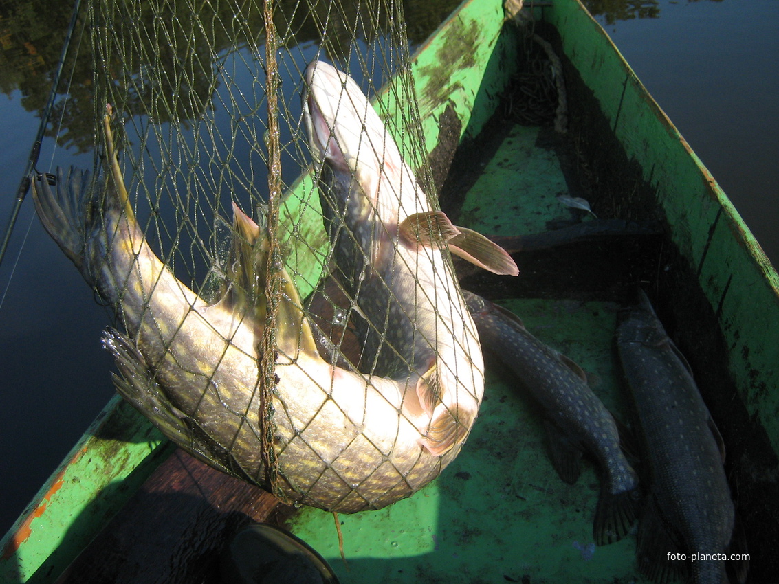 Такая рыбалка в Абакумах