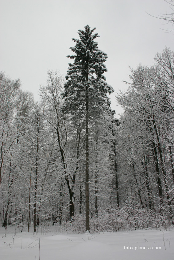 Ствол дерева