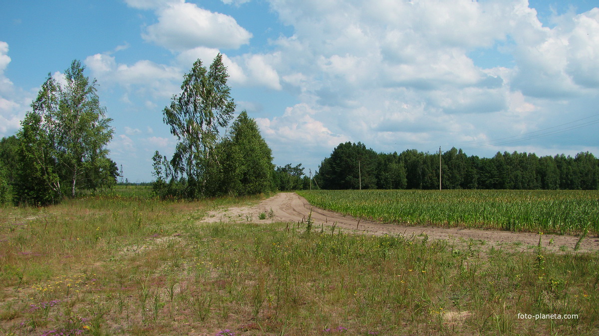 Дорога в д. Даниловка из д. Богутичи ( снято с бывшего переезда 154 км ), июль 2010г.