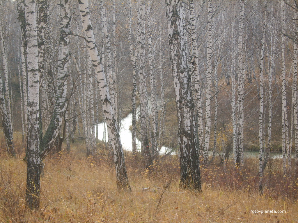 Бигила. осень в лесу