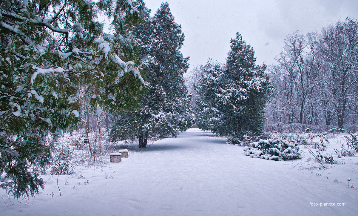 Зимняя аллея парка