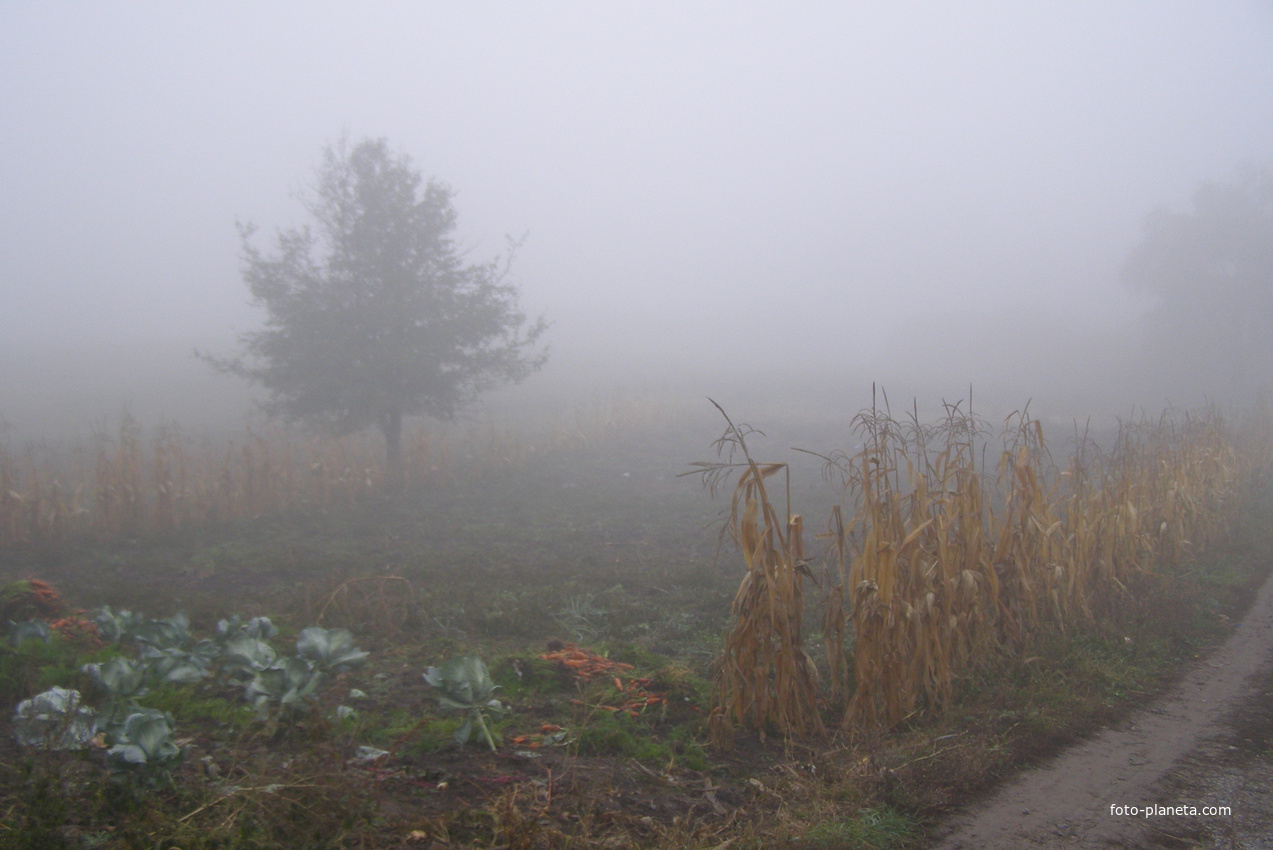 село в тумане