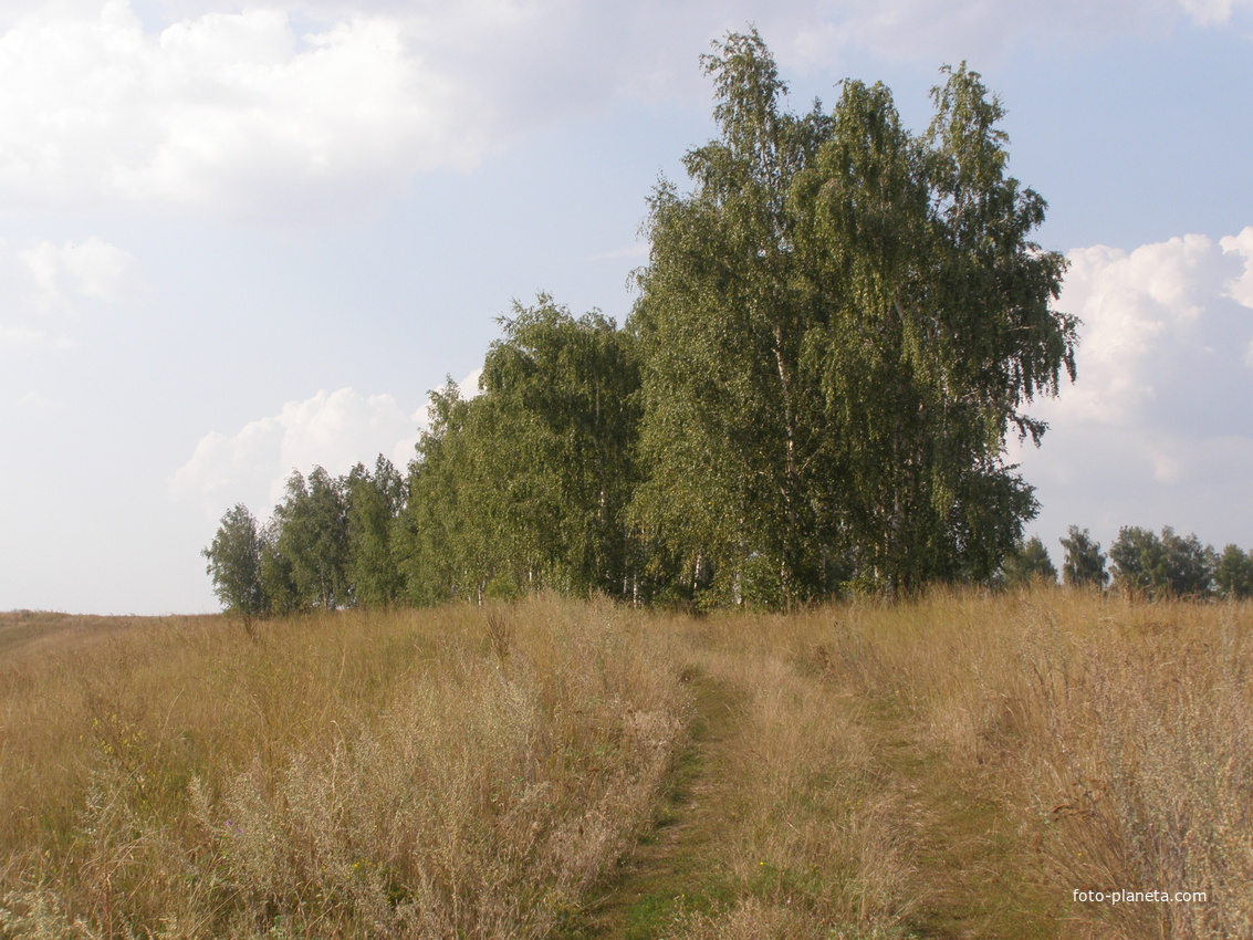 Березовая роща на горе