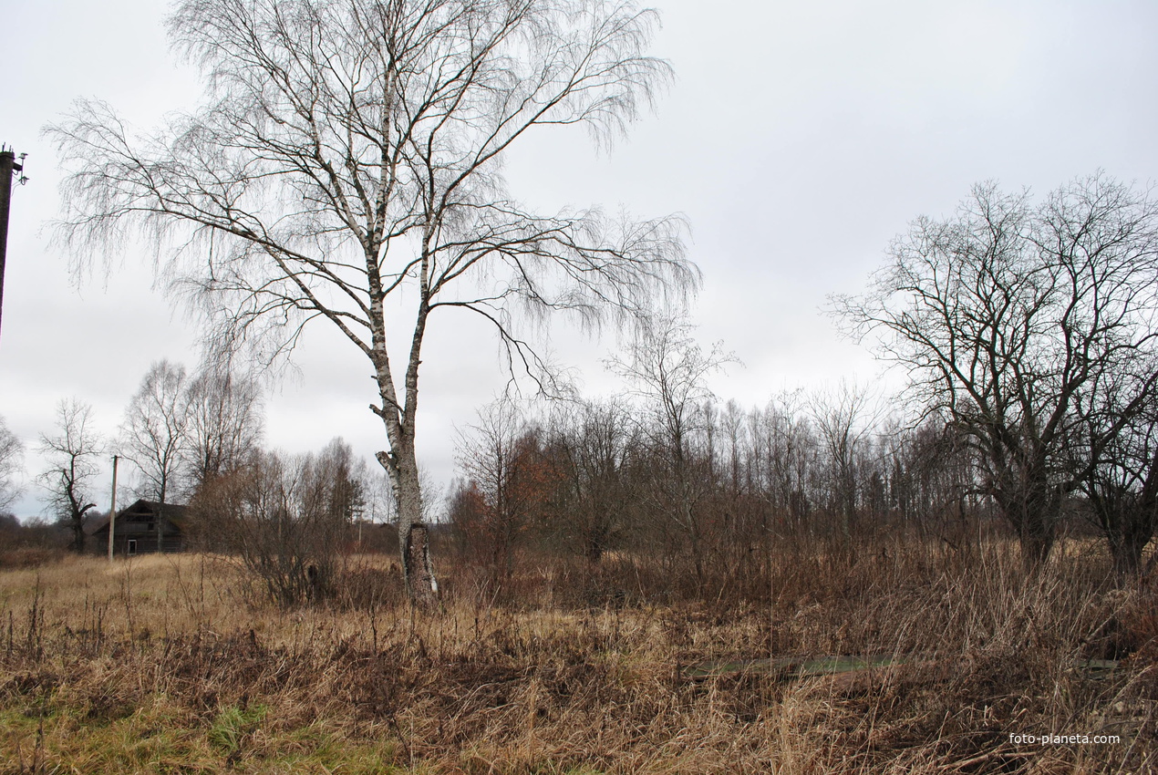 Мамина берёза. Пепелище Хлябиных.