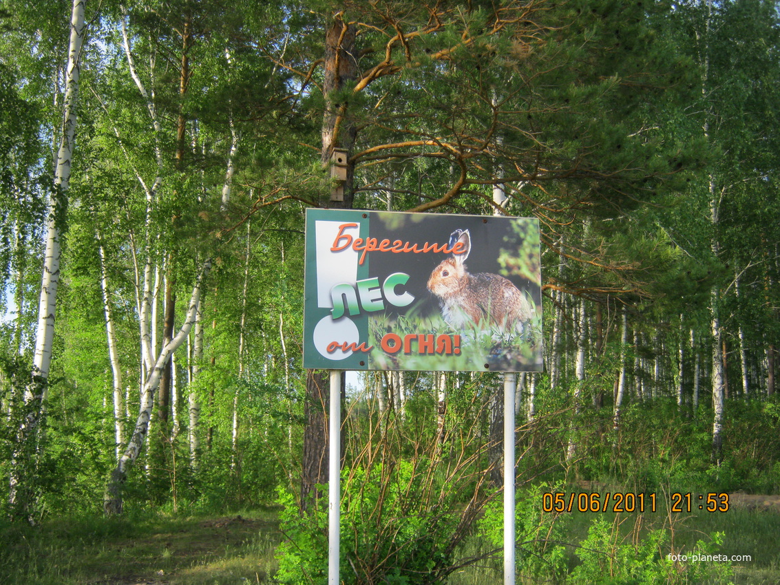 боровлянский лес 80 км