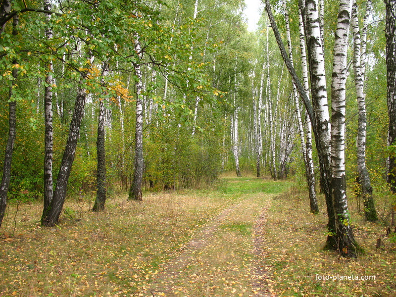 Начало осени в берёзовом лесу