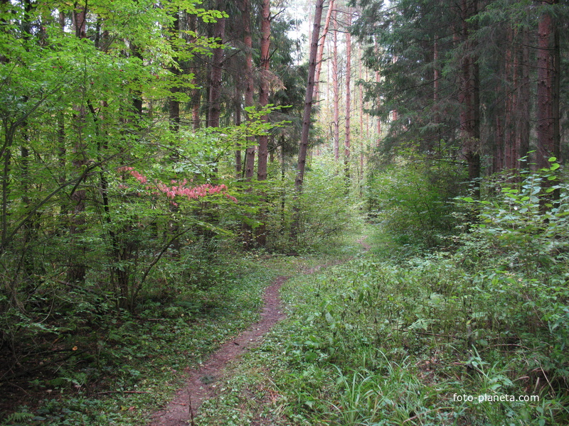Дорога в сосняке