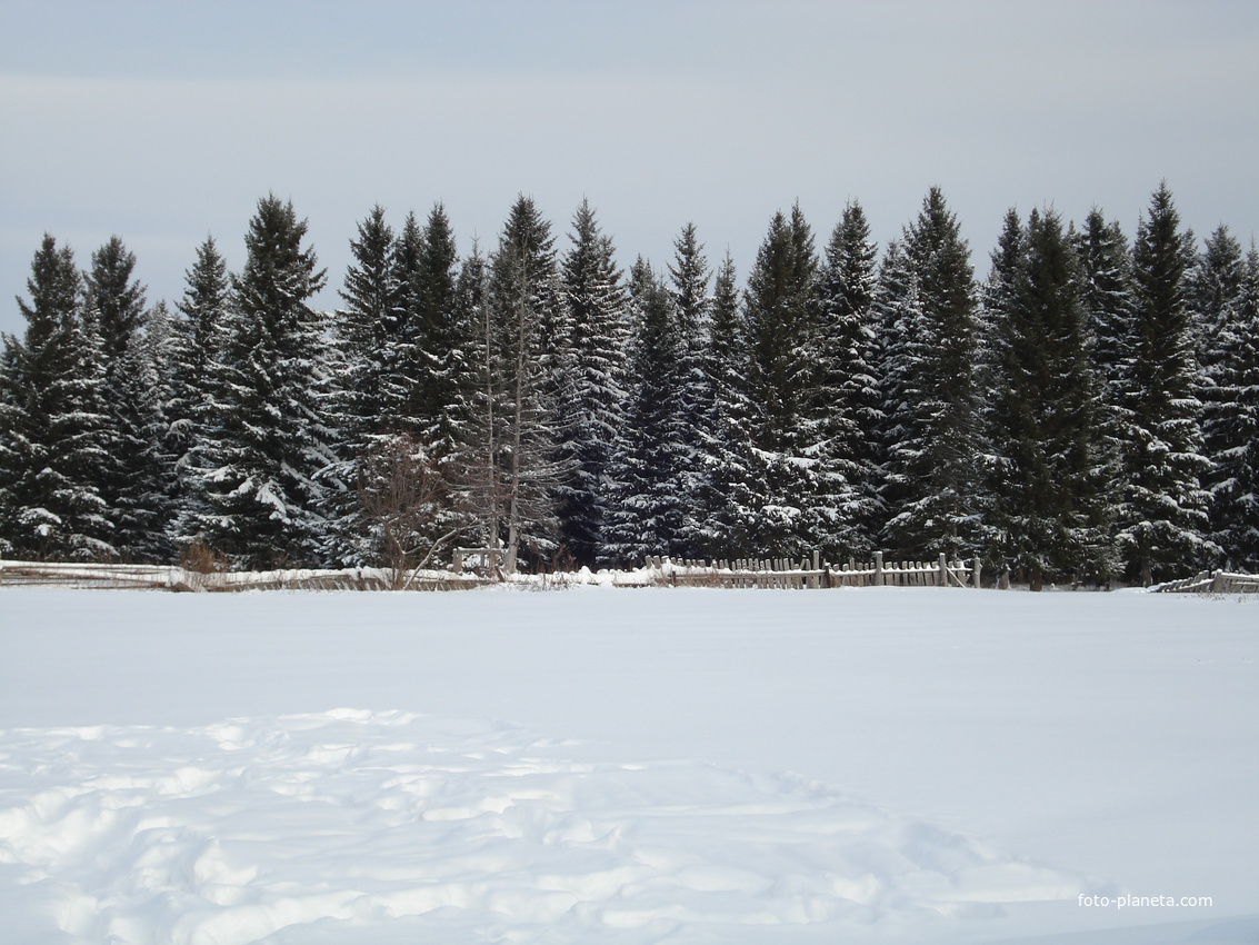 лес за забором зимой