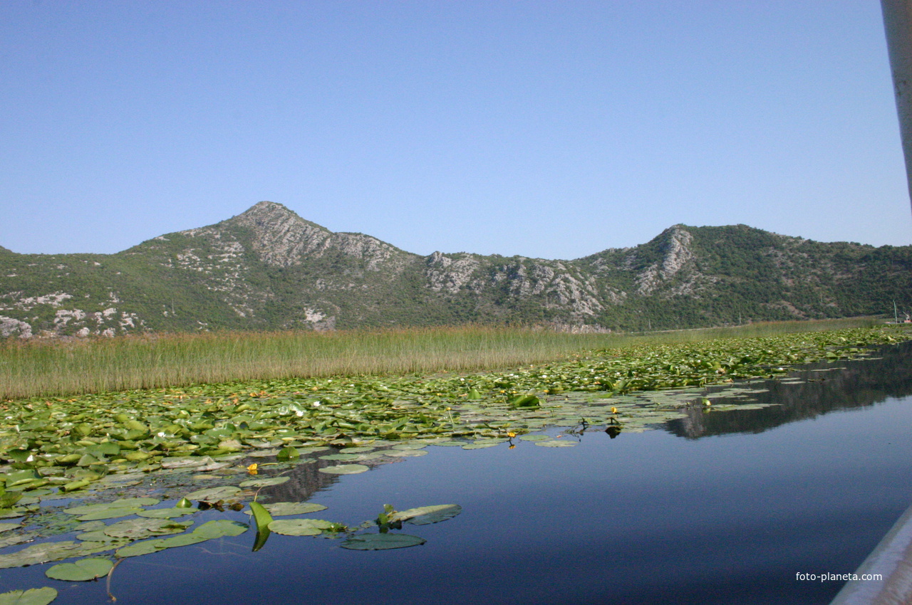 Растительность на притоке Скадарского озера