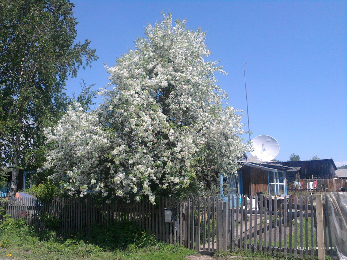 Усть Ургал, май 2011 г., яблоня цветёт.