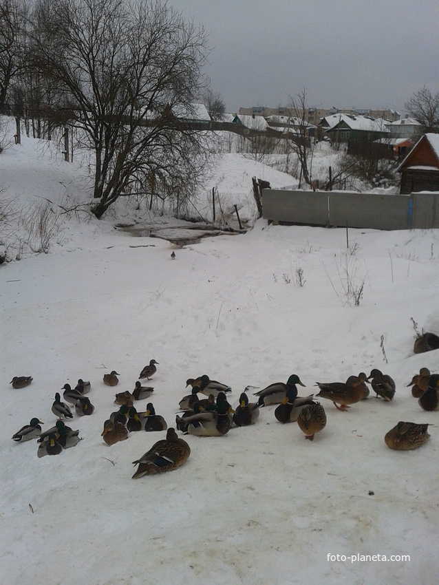 городские утки