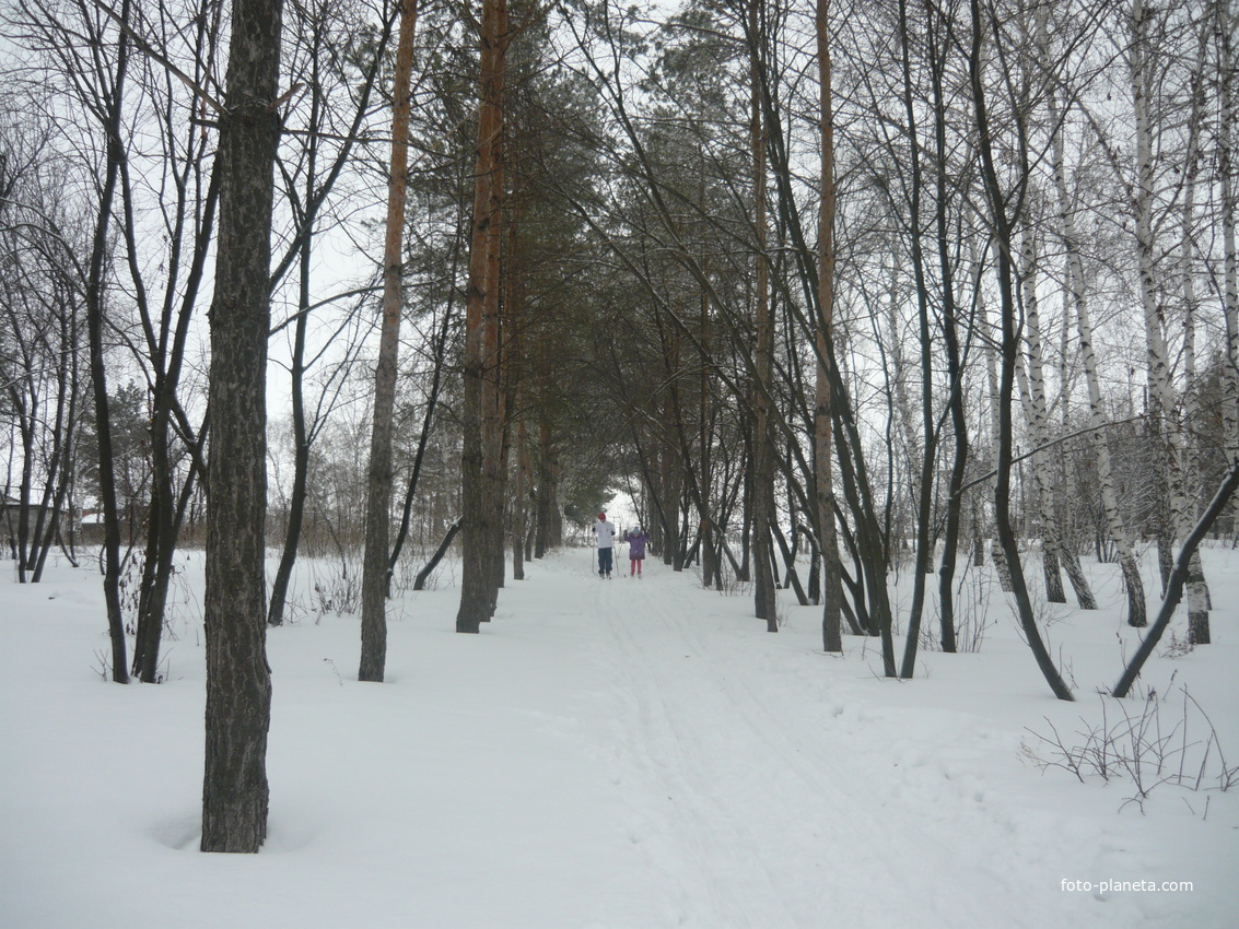 Аллея Мамалаевского парка зимой