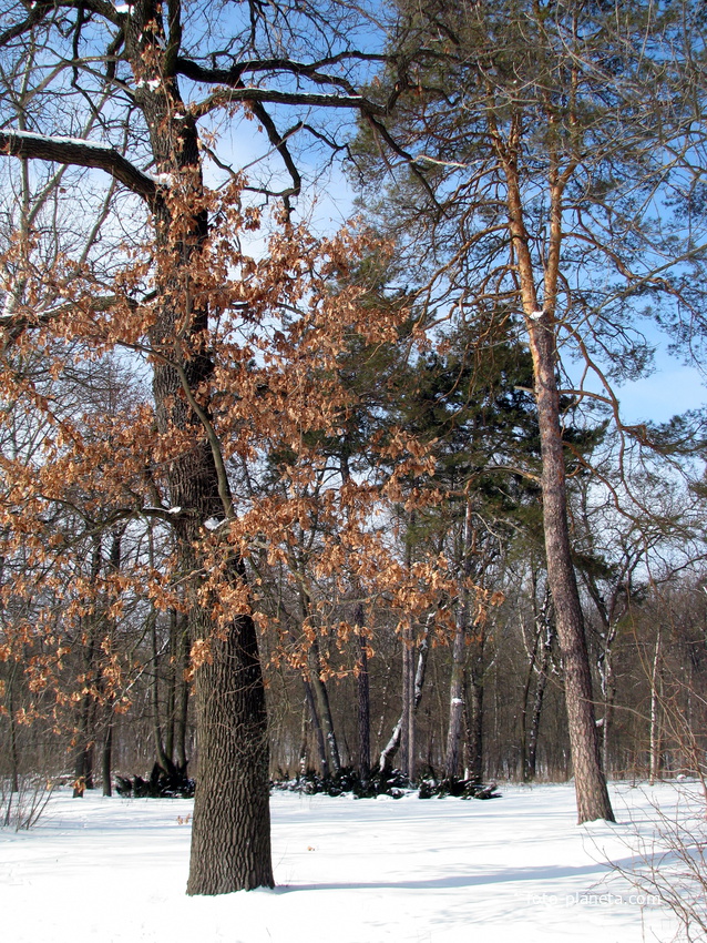 Давыдовский парк зимой.
