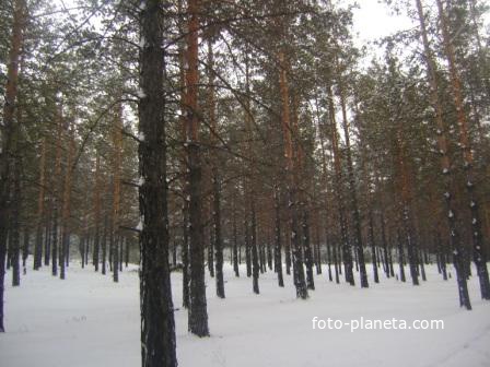 зимний лес в Заиграево