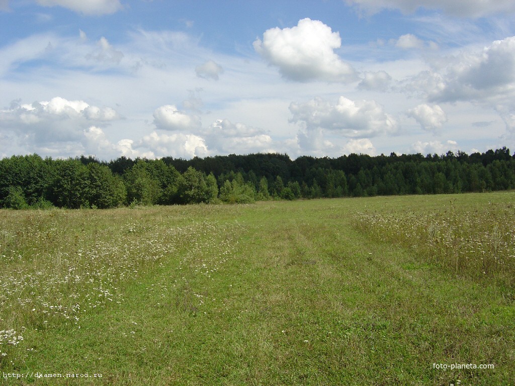 Еще ближе к лесу