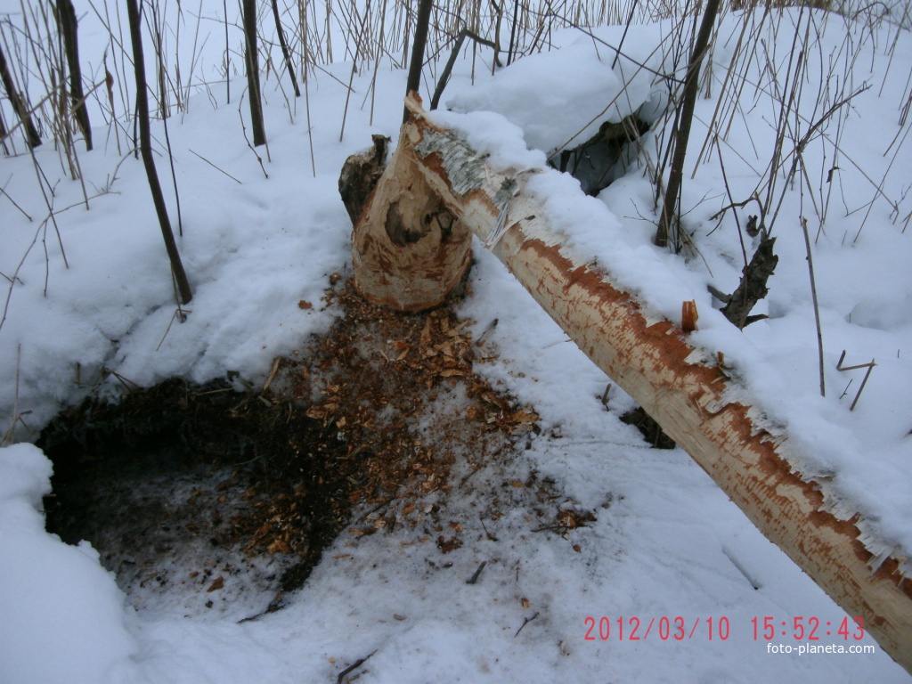 Справы баброў на балоце Бук