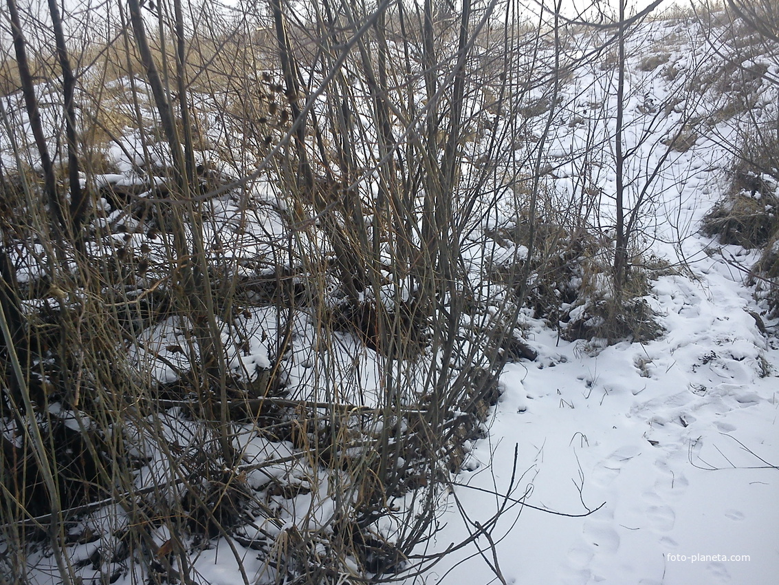 берег у реки