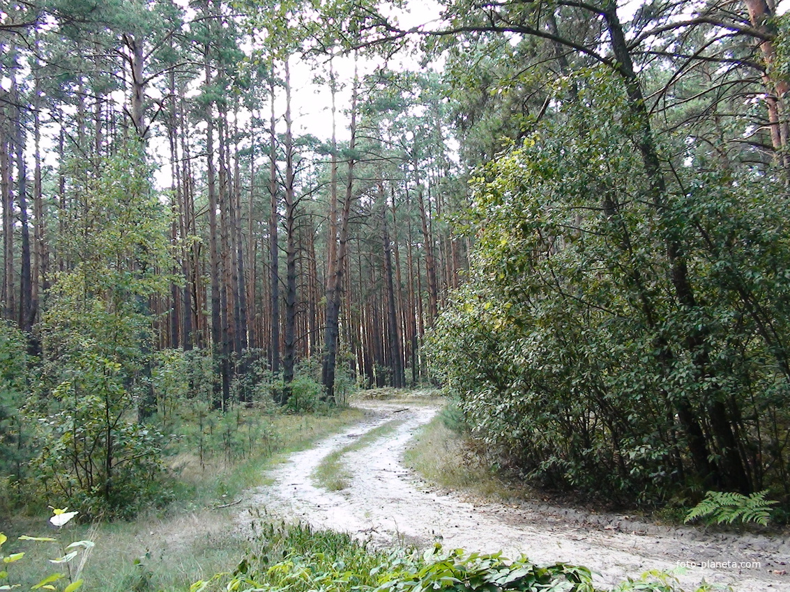 Лес село Закусилы