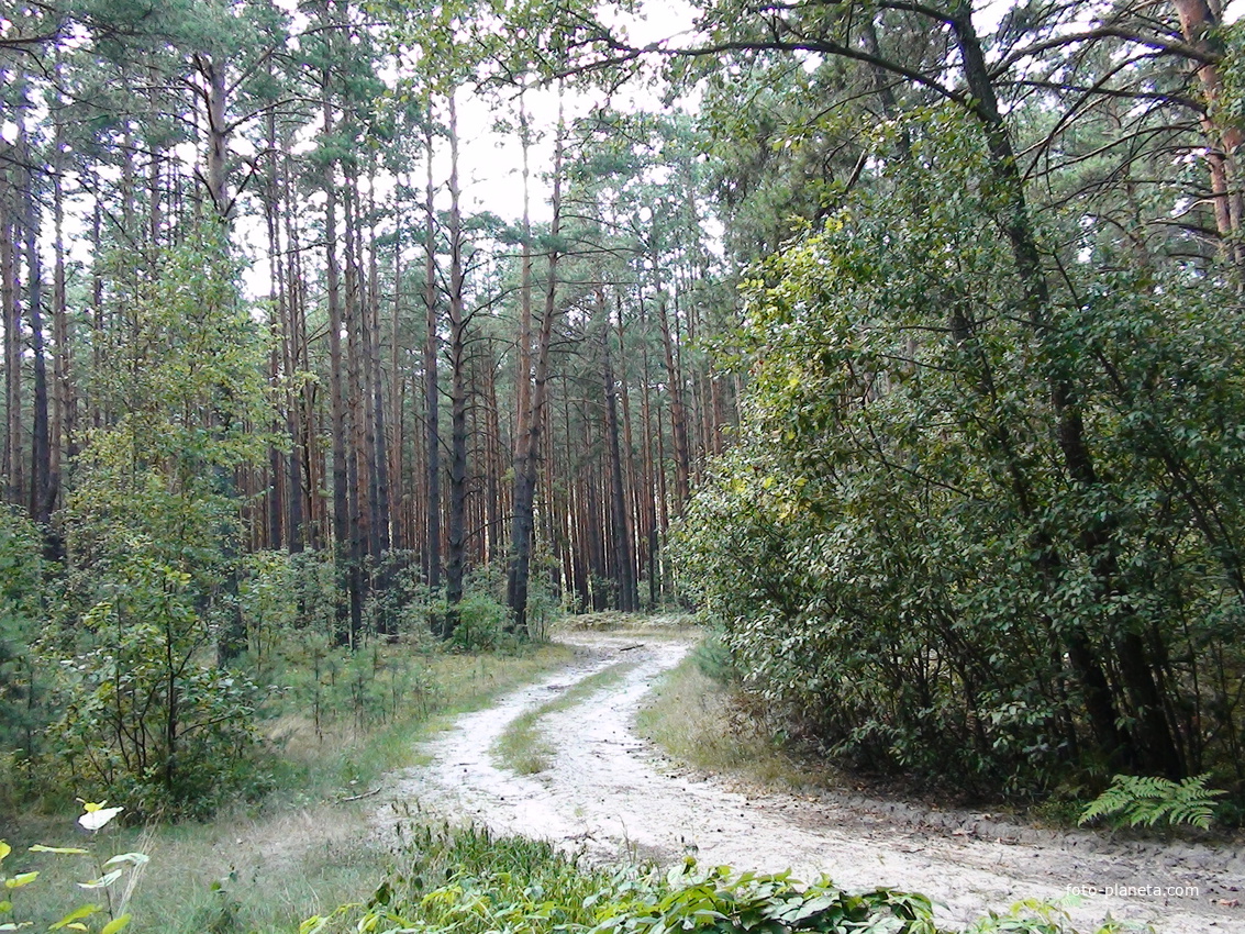 Село лес. Лог в лесу. Боровое Воронеж лес. Аркас село лес. Иклей лес село.