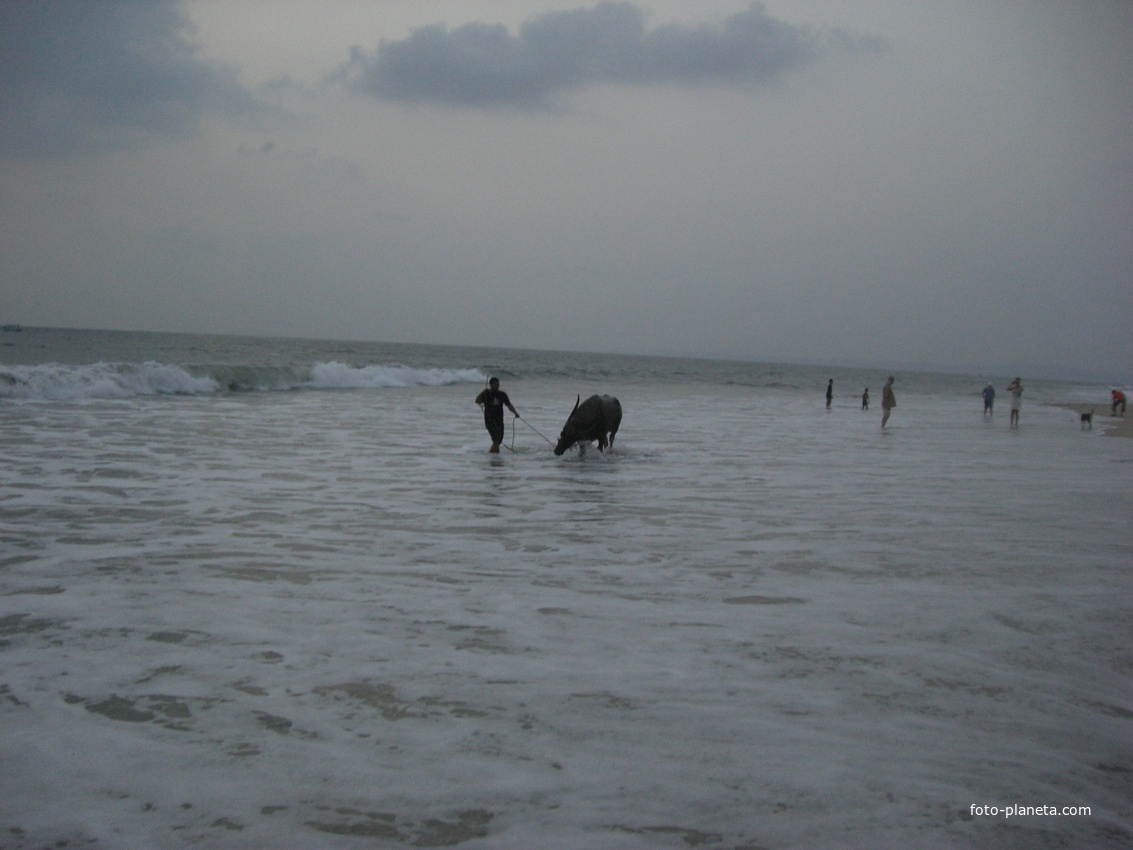 Colva, Betalbatim Beach, Goa, India Купаем Корову