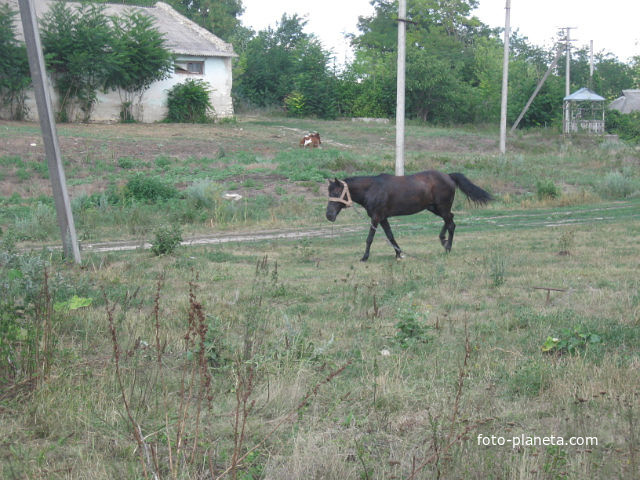 Вербка, конюшння
