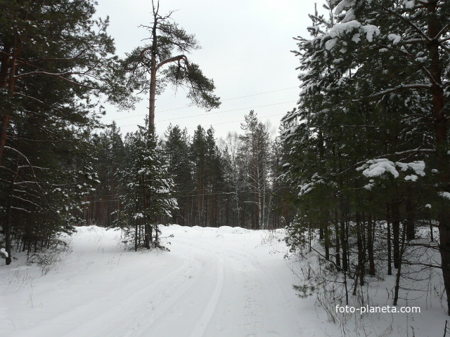 Зима в лесу