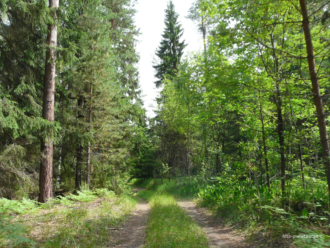 Грибные места