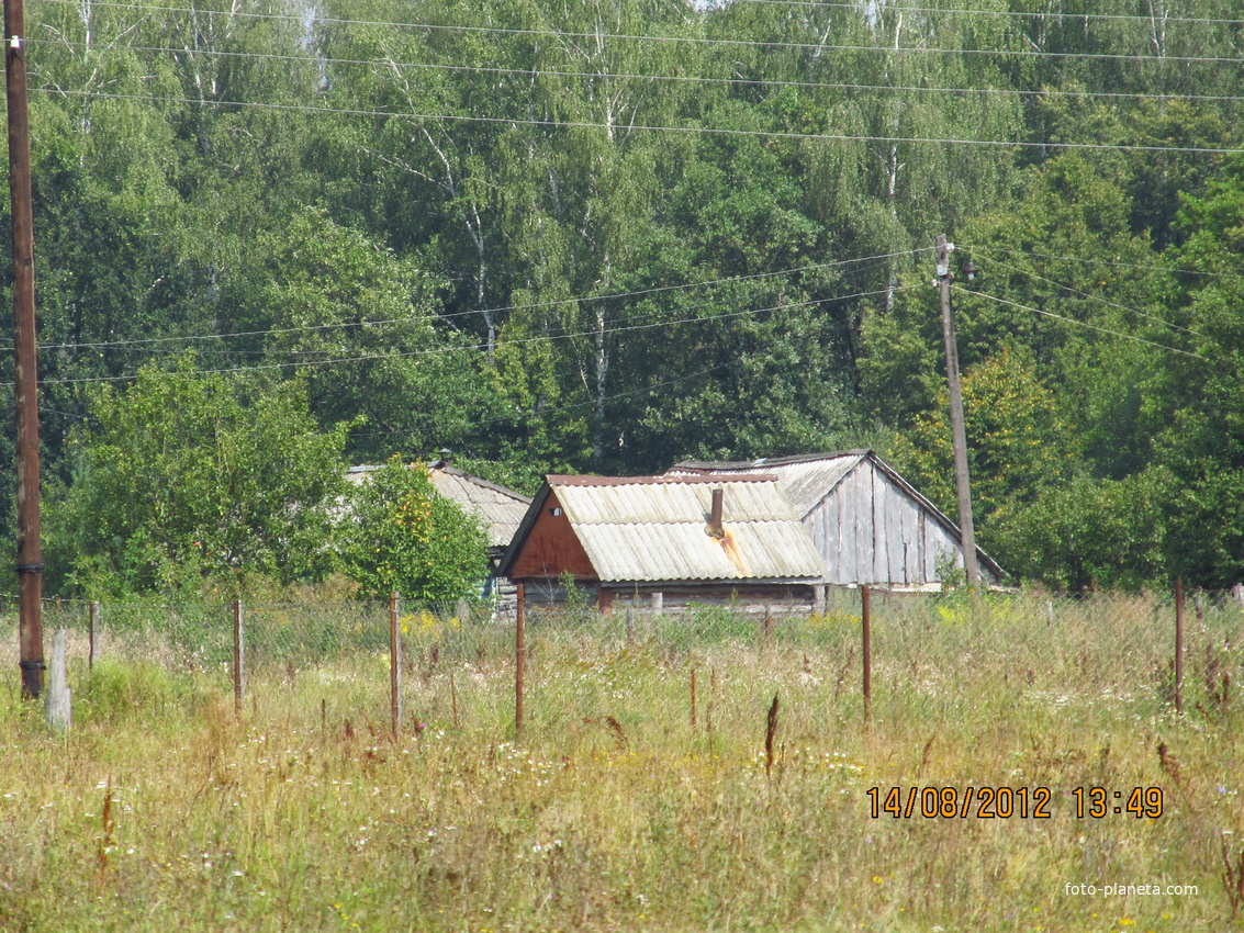 У берёзовой рощи