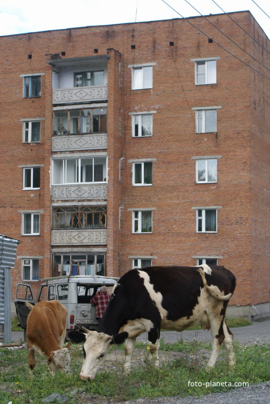 Около одинокой пятиэтажки пасутся коровы.