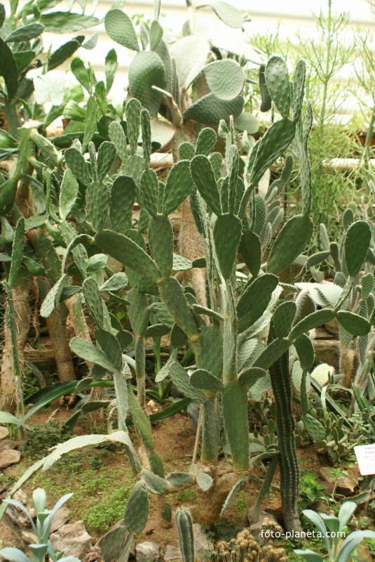 Кактусы в Ботаническом саду